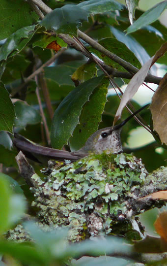 Anna's Hummingbird