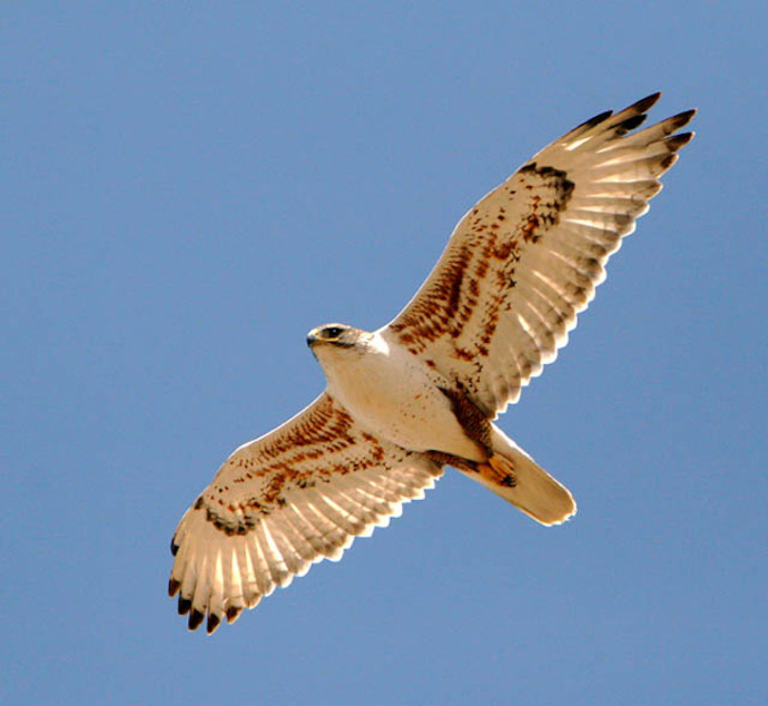 Ferruginous Hawk. Photo by Jesse House