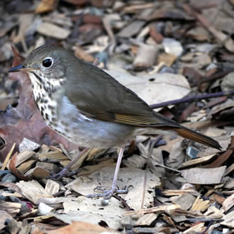 Hermit Thrush