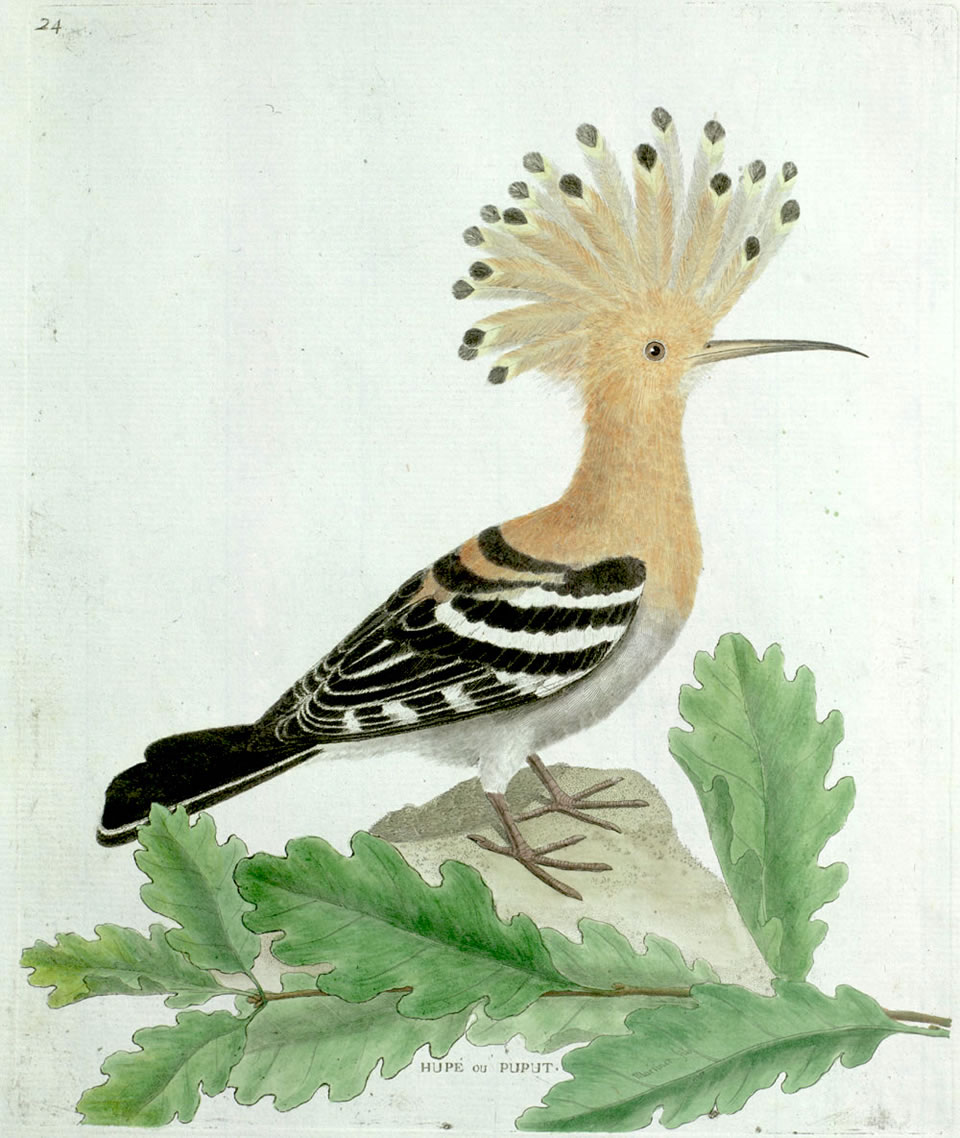 Hoopoe, by Francois-Nicholas Martinet (1760 - 1800)