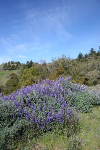 Mayacamas Mountain Sanctuary