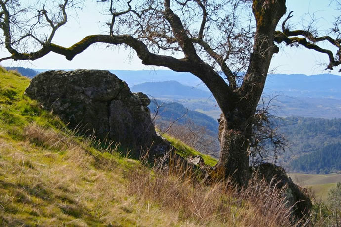 Mayacamas Mountain Sanctuary