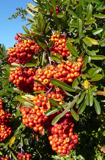 Pyracantha, an invasive species