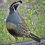 Bird Gallery - Photo by Colin Talcroft