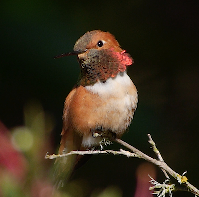 Rufous Hummingbird