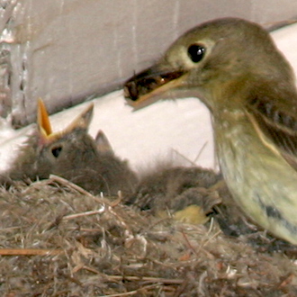 nestlings