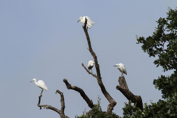 Heronry