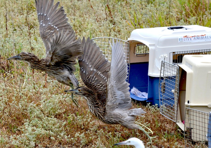 Black-crowned Night Herons