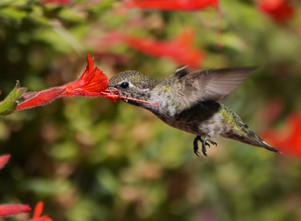 Anna's Hummingbird