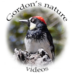 Gordon's Nature Videos