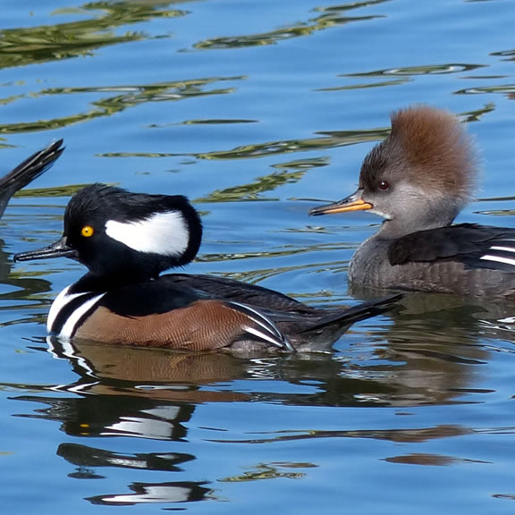 Hooded Mergansers. Photo by Tom Reynolds.