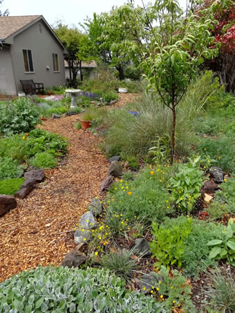 From lawn to garden. Photo by Suzi Katz