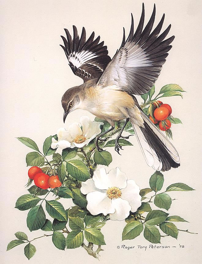 Mockingbird, by Roger Tory Peterson (1908 - 1996)