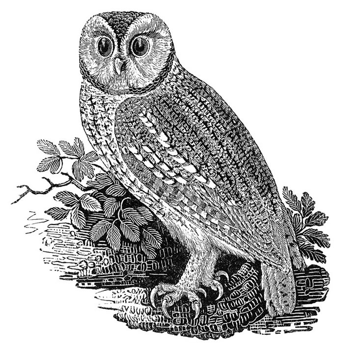 Tawny Owl, by Thomas Bewick (1753 - 1828)