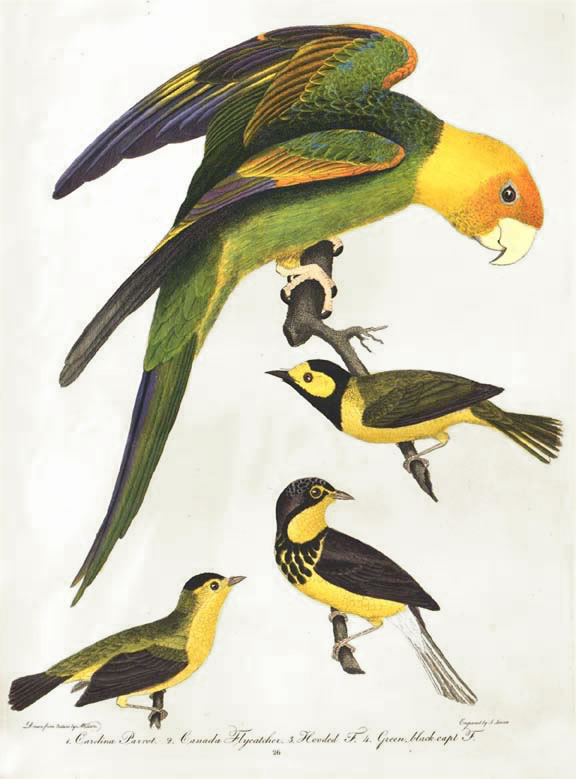 Carolina Parakeet, by Alexander Wilson (1766 - 1813)