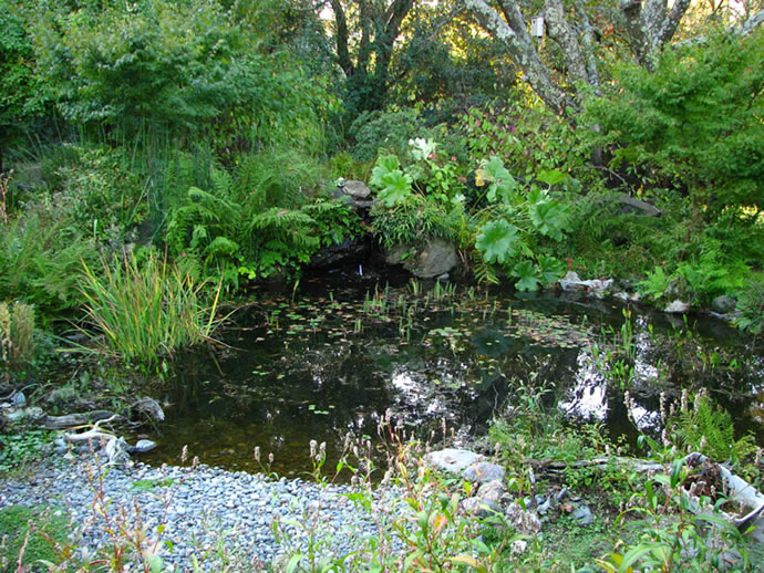 Dragonfly pond  photo by Dave Biggs