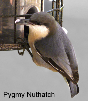 nuthatch