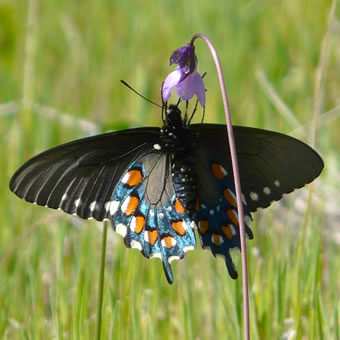 Pipevine Swallowtail