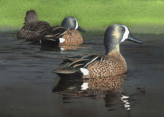 Blue-winged Teal, by Sue deLearie Adair