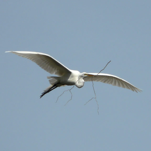 West 9th Street Heronry